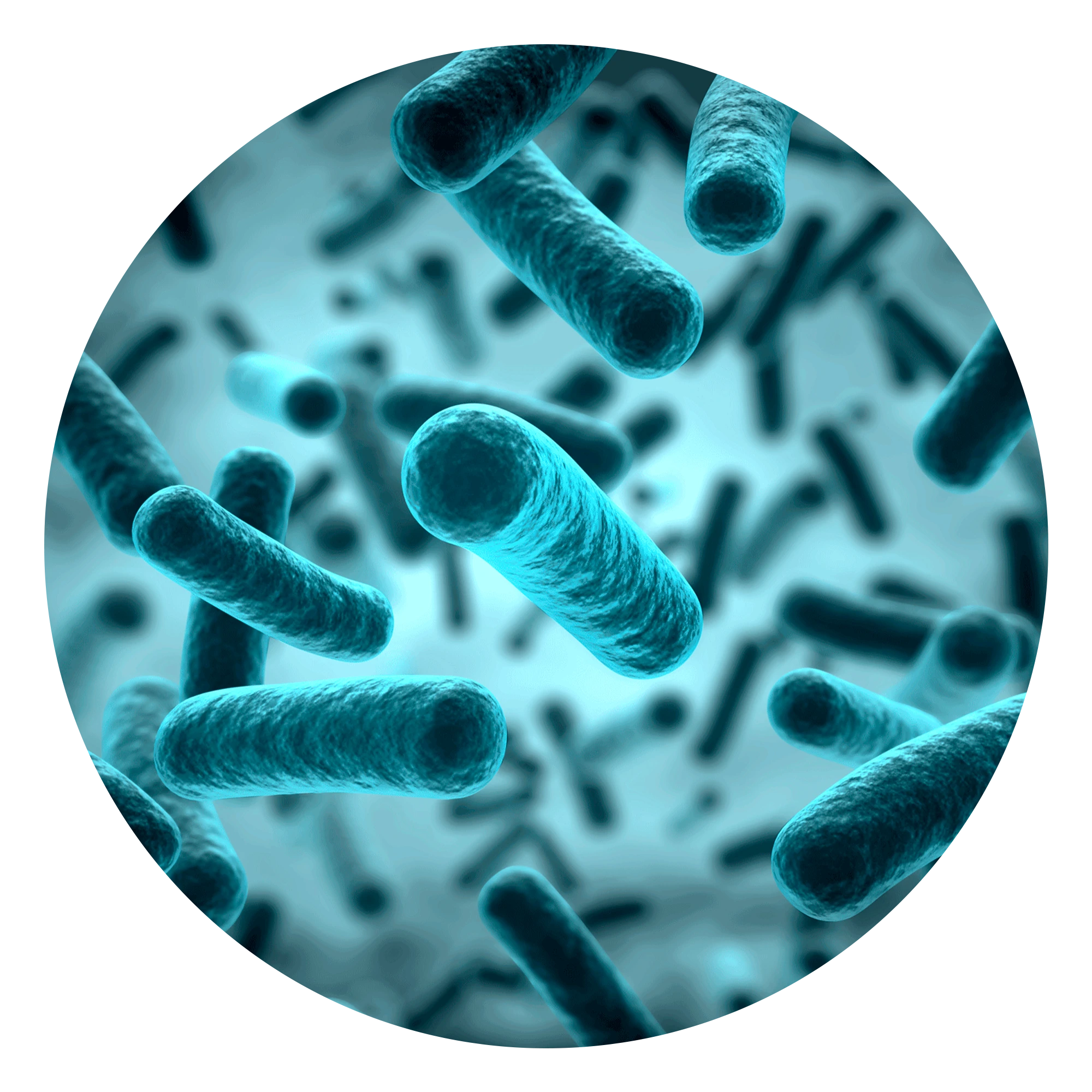 Probiotischer Bakterienstamm (Enterococcus faecium)