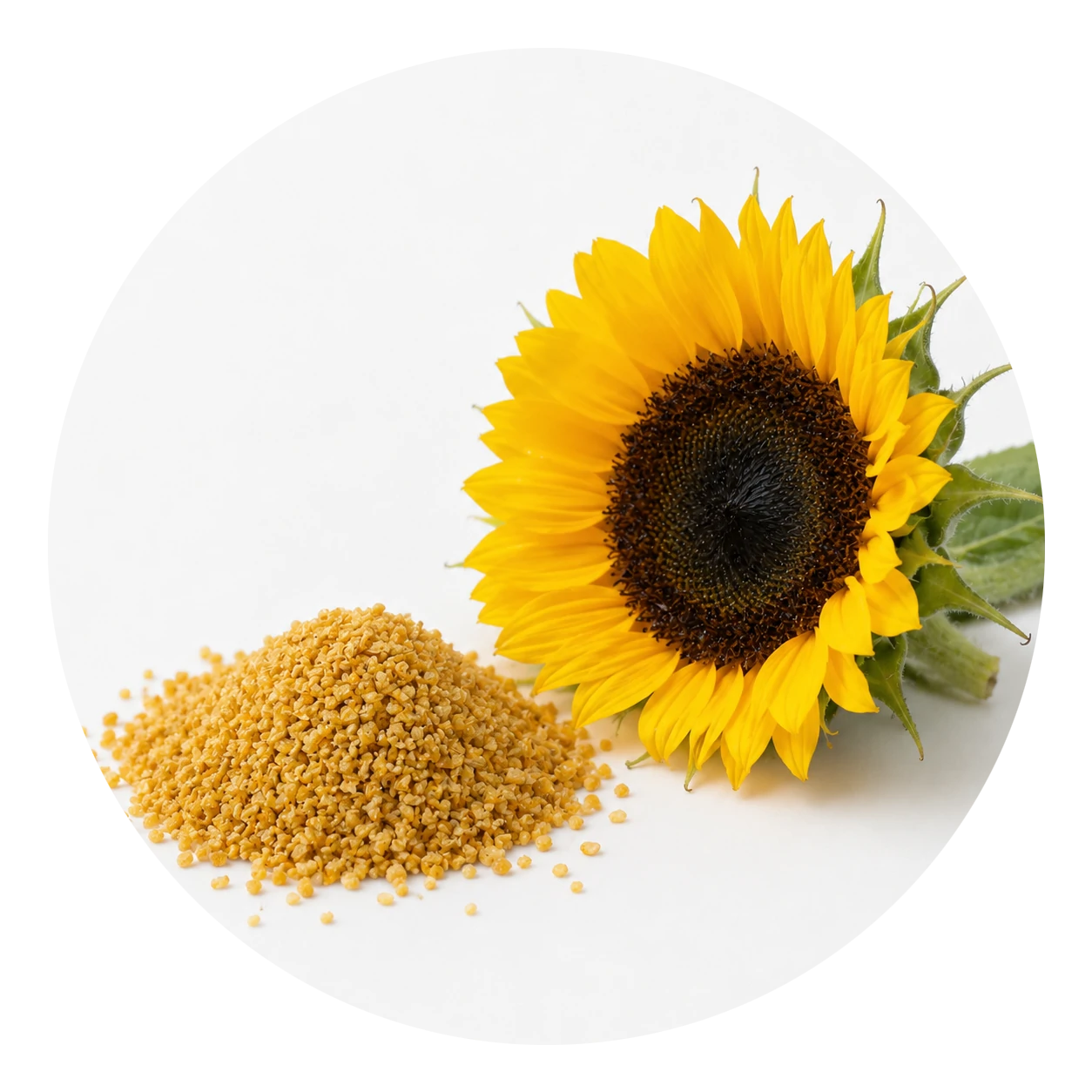 sonnenblume
