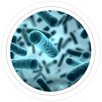 Probiotischer Bakterienstamm (Enterococcus faecium)